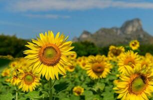 fermé en haut de tournesols fleur dans ferme photo