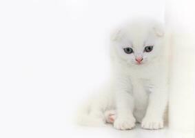 mignonne blanc Écossais plier chaton séance sur blanc photo