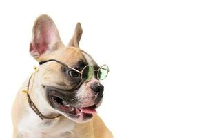 côté vue de mignonne français bouledogue porter des lunettes photo