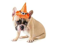 portrait de mignonne français bouledogue avec chapeau Halloween isolé photo