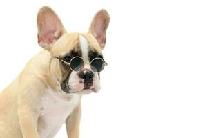 mignonne français bouledogue porter lunettes de soleil isolé photo