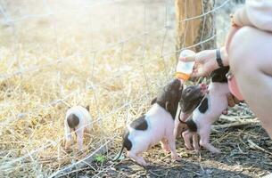 agriculteur alimentation Lait à bébé porc dans ferme photo