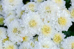 blanc chrysanthème fleur sur Haut vue photo