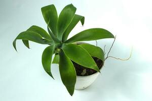 vulpin agave sur blanc pot isolé sur blanc Contexte photo