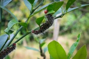 Avocat les chenilles pendaison sur citron arbre branches dans le jardin. photo