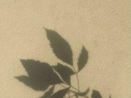 feuilles ombre Contexte sur béton mur texture, feuilles arbre branches ombre avec lumière du soleil photo