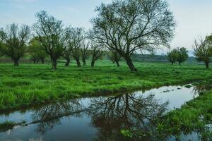 solitaire arbre dans le riz champ avec réflexion dans l'eau. gros arbre dans une vert champ à le coucher du soleil. magnifique printemps paysage. photo