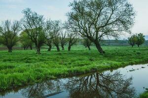 solitaire arbre dans le riz champ avec réflexion dans l'eau. gros arbre dans une vert champ à le coucher du soleil. magnifique printemps paysage. photo