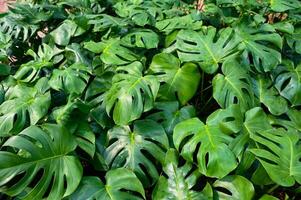 monstera delicosa feuilles texturé Contexte , feuilles de feuilles de monstera abstrait vert texture, la nature arrière-plan, tropical feuille abstrait vert texture, la nature arrière-plan, tropical feuille photo