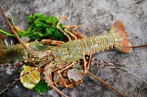 épineux Homard Fruit de mer sur glace, Frais Homard ou Roche Homard avec herbe et épices citron coriandre persil sur arrière-plan, brut épineux Homard pour cuisine nourriture ou Fruit de mer marché photo