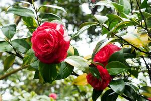 rouge camélia japonica fleur dans jardin, proche en haut, dans bokeh Contexte. photo