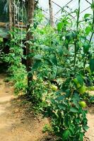 tomates dans jardin photo