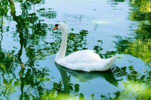 élégant cygne dans zoo photo