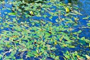 l'eau feuilles Contexte photo