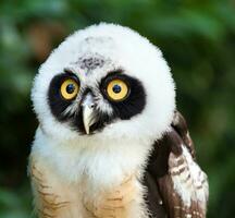 portrait de hibou à lunettes photo