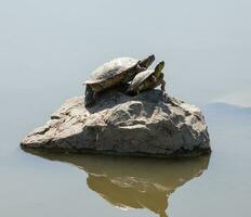 deux l'eau tortues sur le Roche photo