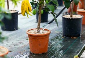 arrosage citron plante dans pot. photo