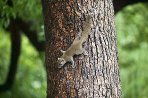 gris écureuil escalade vers le bas une arbre photo