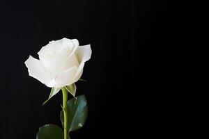 magnifique blanc Rose sur noir Contexte avec copie espace. ai généré photo
