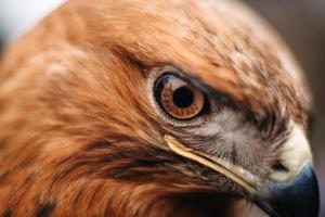 Vue d'un oiseau de proie en gros plan photo