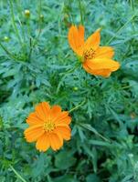 fleur orange sur fond vert photo