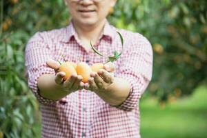 asiatique ferme homme est vérification le sien acide et sucré fruit appelé marian prune ou thaïlandais plango ou marian mangue, de prune mangue dans le sien en plein air fruit jardin photo