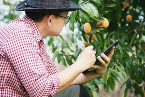 asiatique ferme homme est vérification le sien acide et sucré fruit appelé marian prune ou thaïlandais plango ou marian mangue, de prune mangue dans le sien en plein air fruit jardin photo