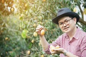 asiatique ferme homme est vérification le sien acide et sucré fruit appelé marian prune ou thaïlandais plango ou marian mangue, de prune mangue dans le sien en plein air fruit jardin photo