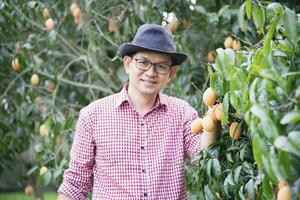 asiatique ferme homme est vérification le sien acide et sucré fruit appelé marian prune ou thaïlandais plango ou marian mangue, de prune mangue dans le sien en plein air fruit jardin photo