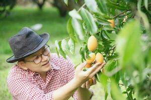 asiatique ferme homme est vérification le sien acide et sucré fruit appelé marian prune ou thaïlandais plango ou marian mangue, de prune mangue dans le sien en plein air fruit jardin photo