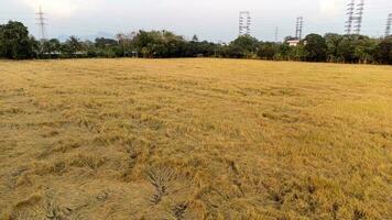 des champs attendre à être récolté avec or comme loin comme le œil pouvez voir de le d'or oreilles de riz. photo