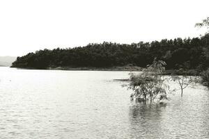 le arbre croissance dans le Lac ou rivière avec vert Montagne et blanc des nuages Contexte dans noir et blanc Couleur style. beauté de nature, plante et la vie concept. photo