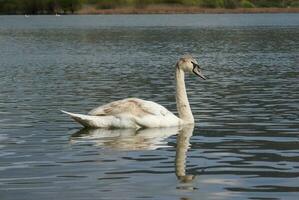 des photos de une cygne à le bord de une Lac à la recherche pour nourriture et flottant tranquillement sur le Lac