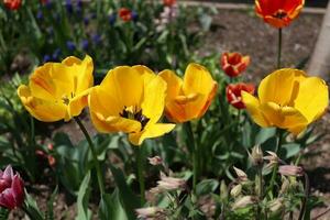 multitude de Jaune tulipes situé sur une local jardin photo