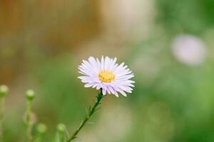 magnifique rose Marguerite fleur dans le été jardin photo