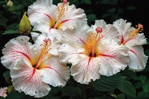 groupe de blanc et rose hibiscus fleurs. ai généré photo