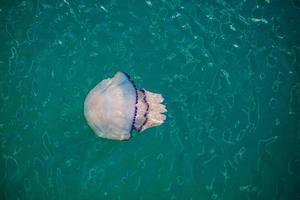 méduses dans la mer Adriatique photo