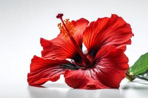 rouge hibiscus fleur sur blanc Contexte. ai généré photo