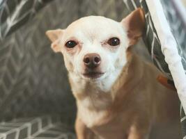 ramoner chihuahua chien séance dans gris tipi tente sur en bois sol. à la recherche à caméra. photo