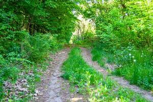 photographie sur le thème beau sentier dans les bois de feuillage sauvage photo