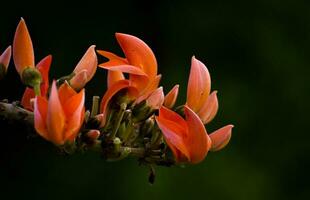 palash fleurit dans printemps avec rouge-orange fleurs, signalisation le début de été avec ses vibrant couleurs photo