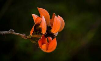 palash fleurit dans printemps, avec rouge-orange fleurs cette signifier le début de été photo