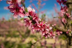 fleur de pêcher en espagne photo