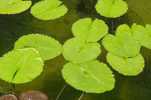 fermer magnifique beaucoup lotus feuilles sur étang photo