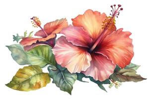 hibiscus fleur peint dans aquarelle sur un isolé blanc Contexte botanique illustration tropical fleurs. ai généré photo