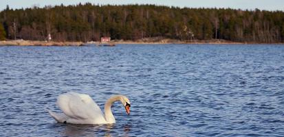 cygne blanc sur l'océan photo