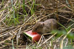 souris mangeant une pastèque photo