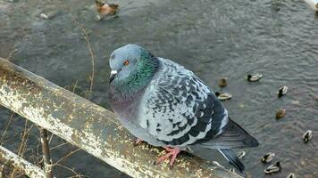 une bleu Pigeon est assis sur le balustrade de le pont sur une printemps journée. photo