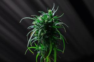 plante de cannabis sur fond noir