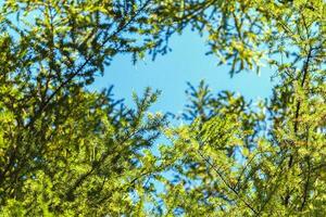 Larix caduque vert branches dans bleu ciel européen mélèze arbre photo